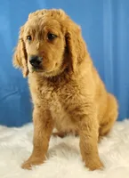 Samson, a male Goldendoodle for sale in Lewisburg, PA – Photo 5 of 10