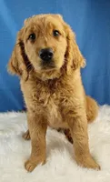 Samson, a male Goldendoodle for sale in Lewisburg, PA – Photo 3 of 10