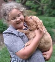 Samson, a male Goldendoodle for sale in Lewisburg, PA – Photo 10 of 10