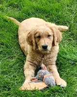 Samson, a male Goldendoodle for sale in Lewisburg, PA – Photo 4 of 10