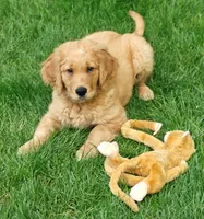 Samson, a male Goldendoodle for sale in Lewisburg, PA – Photo 2 of 10