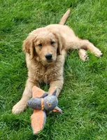 Samson, a male Goldendoodle for sale in Lewisburg, PA – Photo 7 of 10
