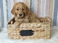 Samson, a male Goldendoodle for sale in Lewisburg, PA – Photo 8 of 10
