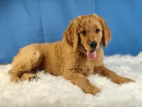 Samson, a male Goldendoodle for sale in Lewisburg, PA – Photo 1 of 10