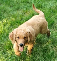 Samson, a male Goldendoodle for sale in Lewisburg, PA – Photo 6 of 10