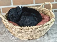 Thunder , a male Bernedoodle for sale in Lewisburg, PA – Photo 9 of 9