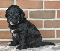 Thunder , a male Bernedoodle for sale in Lewisburg, PA – Photo 3 of 9