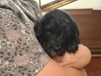 Thunder , a male Bernedoodle for sale in Lewisburg, PA – Photo 7 of 9