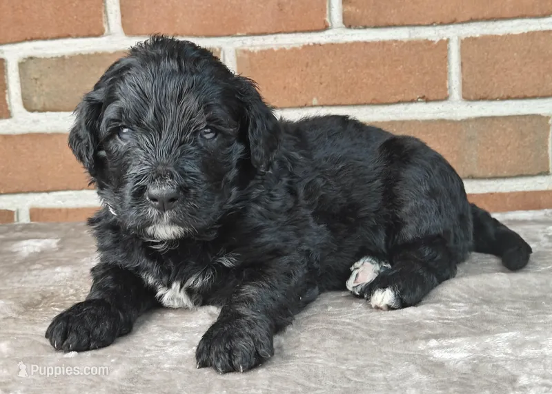 Thunder  – Bernedoodle puppy for sale in Lewisburg, PA