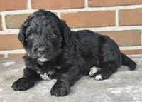Thunder , a male Bernedoodle for sale in Lewisburg, PA – Photo 1 of 9