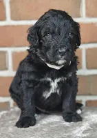Thunder , a male Bernedoodle for sale in Lewisburg, PA – Photo 4 of 9