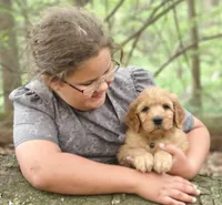 Skip, a male Goldendoodle for sale in Lewisburg, PA – Photo 4 of 10
