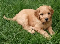 Skip, a male Goldendoodle for sale in Lewisburg, PA – Photo 7 of 10