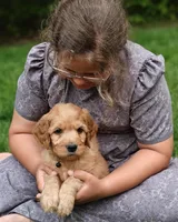 Skip, a male Goldendoodle for sale in Lewisburg, PA – Photo 9 of 10