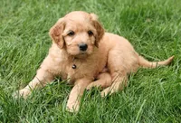 Skip, a male Goldendoodle for sale in Lewisburg, PA – Photo 1 of 10