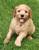 Skip, a male Goldendoodle for sale in Lewisburg, PA – Photo 8 of 10