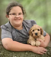 Skip, a male Goldendoodle for sale in Lewisburg, PA – Photo 10 of 10