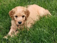 Skip, a male Goldendoodle for sale in Lewisburg, PA – Photo 6 of 10