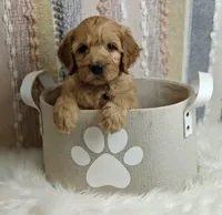 Skip, a male Goldendoodle for sale in Lewisburg, PA – Photo 2 of 10