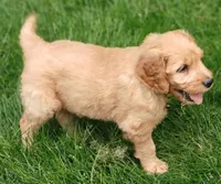 Skip, a male Goldendoodle for sale in Lewisburg, PA – Photo 5 of 10