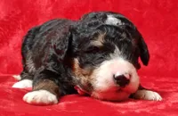 Lucy, a female Bernedoodle for sale in Lewisburg, PA – Photo 2 of 4