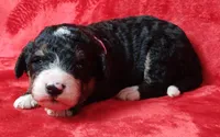 Lucy, a female Bernedoodle for sale in Lewisburg, PA – Photo 3 of 4