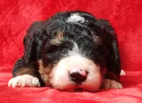 Lucy, a female Bernedoodle for sale in Lewisburg, PA – Photo 1 of 4