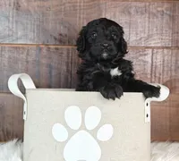 Shadow , a female Bernedoodle for sale in Lewisburg, PA – Photo 9 of 9