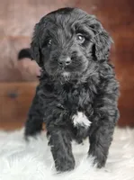 Shadow , a female Bernedoodle for sale in Lewisburg, PA – Photo 4 of 9