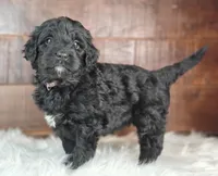 Shadow , a female Bernedoodle for sale in Lewisburg, PA – Photo 6 of 9