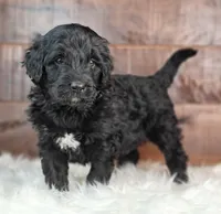 Shadow , a female Bernedoodle for sale in Lewisburg, PA – Photo 3 of 9