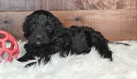 Shadow , a female Bernedoodle for sale in Lewisburg, PA – Photo 7 of 9