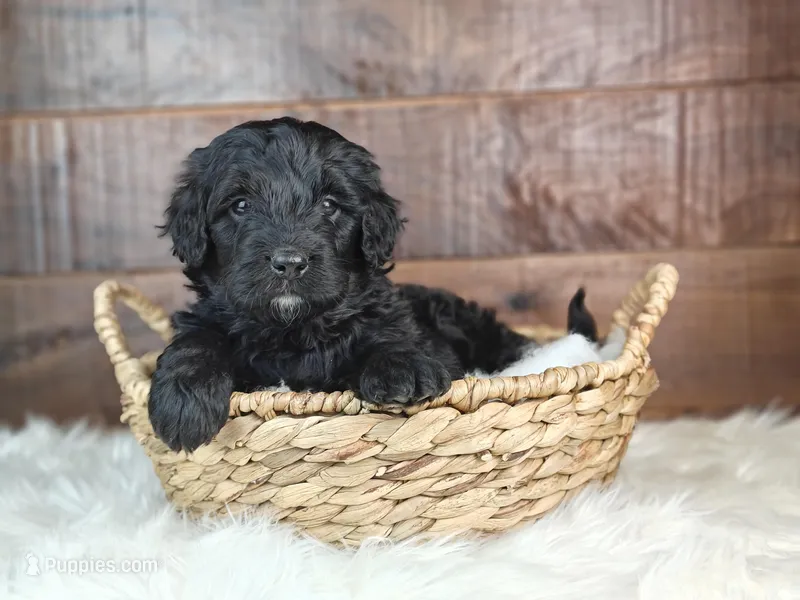 Shadow  – Bernedoodle puppy for sale in Lewisburg, PA