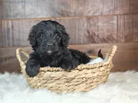 Shadow , a female Bernedoodle for sale in Lewisburg, PA – Photo 1 of 9