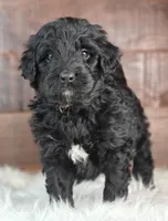 Shadow , a female Bernedoodle for sale in Lewisburg, PA – Photo 5 of 9