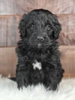Shadow , a female Bernedoodle for sale in Lewisburg, PA – Photo 8 of 9