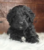 Shadow , a female Bernedoodle for sale in Lewisburg, PA – Photo 2 of 9