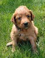 Copper, a male Goldendoodle for sale in Lewisburg, PA – Photo 6 of 10