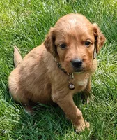 Copper, a male Goldendoodle for sale in Lewisburg, PA – Photo 5 of 10