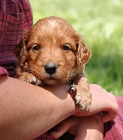 Copper, a male Goldendoodle for sale in Lewisburg, PA – Photo 9 of 10