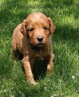 Copper, a male Goldendoodle for sale in Lewisburg, PA – Photo 7 of 10