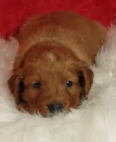 Copper, a male Goldendoodle for sale in Lewisburg, PA – Photo 3 of 10