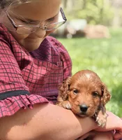 Copper, a male Goldendoodle for sale in Lewisburg, PA – Photo 8 of 10