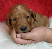Copper, a male Goldendoodle for sale in Lewisburg, PA – Photo 10 of 10