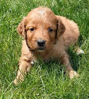 Copper, a male Goldendoodle for sale in Lewisburg, PA – Photo 4 of 10
