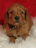 Copper, a male Goldendoodle for sale in Lewisburg, PA – Photo 2 of 10
