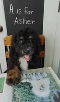 Asher, a male Bernedoodle for sale in Lewisburg, PA – Photo 2 of 10