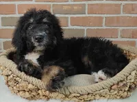 Asher, a male Bernedoodle for sale in Lewisburg, PA – Photo 10 of 10