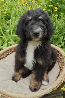 Asher, a male Bernedoodle for sale in Lewisburg, PA – Photo 5 of 10