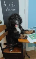 Asher, a male Bernedoodle for sale in Lewisburg, PA – Photo 8 of 10
